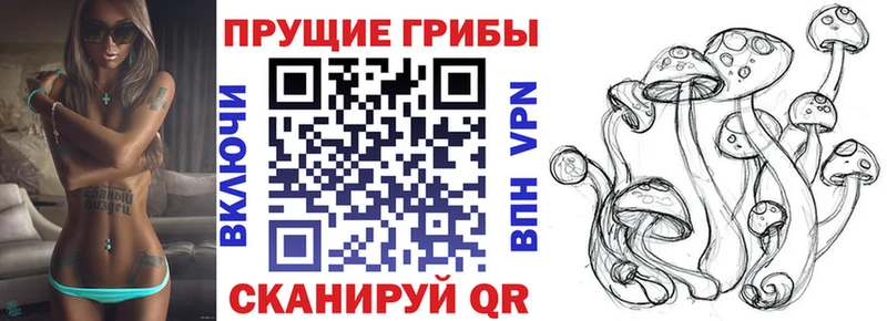где купить   Грязи  Галлюциногенные грибы Psilocybe 